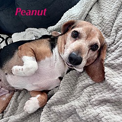 Thumbnail photo of PEANUT #1