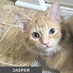 Thumbnail photo of Jasper #1