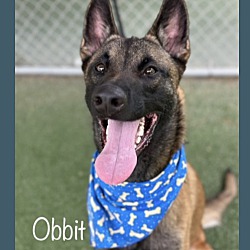 Thumbnail photo of OBBIT #3