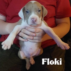 Thumbnail photo of Floki #4