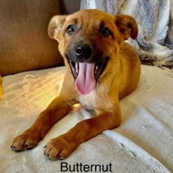 Thumbnail photo of Butternut #1