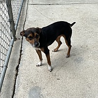 adopt a pet