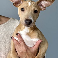 adopt a pet