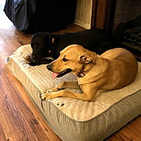 adopt a pet