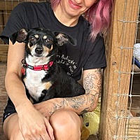adopt a pet