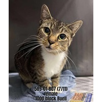 adopt-pet