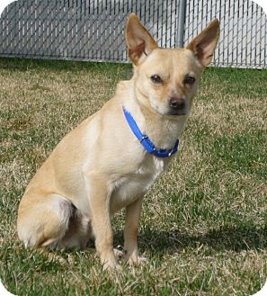 Buffalo, WY - Chihuahua. Meet Big John a Pet for Adoption.