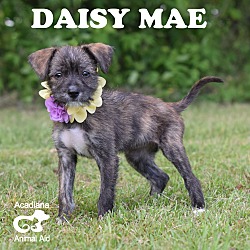Thumbnail photo of Daisy Mae #4