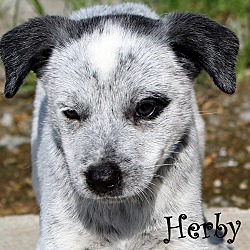 Thumbnail photo of Herby ~ meet me! #1