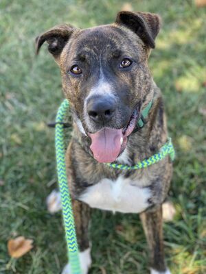 Olivette, MO - Plott Hound/American Pit Bull Terrier. Meet LIBBY a Pet ...