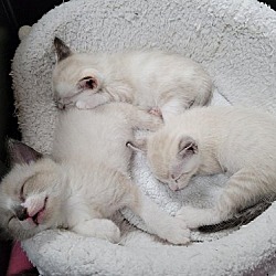 Thumbnail photo of Foster These Siamese New Kitten Arrivals #1
