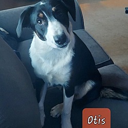 Thumbnail photo of LLP Richmond : Otis #2