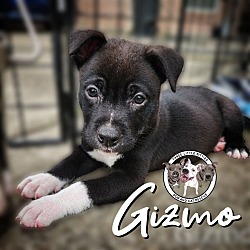 Thumbnail photo of Gizmo Rushin #1