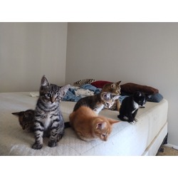 Thumbnail photo of Kittens! Stevie, Marla, Debbie, Sheila, Aliesha #1
