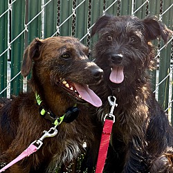 bonded pet photo