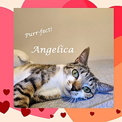 Thumbnail photo of ANGELICA #3