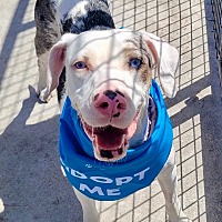 adopt a pet