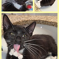 adopt-pet