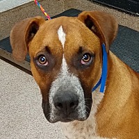 adopt a pet