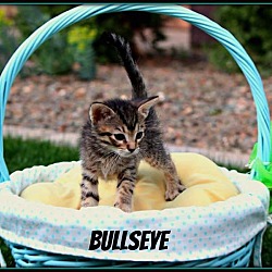 Thumbnail photo of Bullseye #2