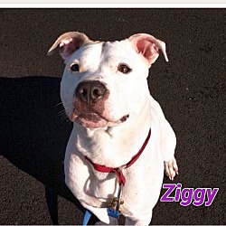 Photo of Ziggy
