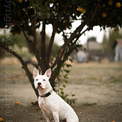 Photo of Willow the exquisite  pitty