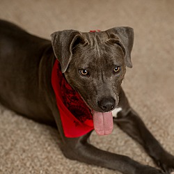 Thumbnail photo of Gracie~adopted! #3