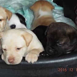 Photo of Puppies!!!  Labs
