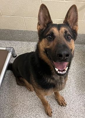 Mt. Airy, MD - German Shepherd Dog. Meet Ghost a Pet for Adoption ...
