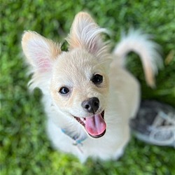 Photo of Coconut