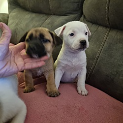 Photo of 3 Chi Catahoula x puppies s