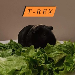 Photo of T-Rex