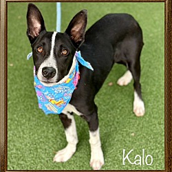 Thumbnail photo of KALO #3