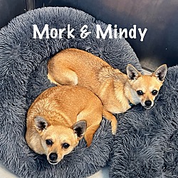 Thumbnail photo of Mork / Mindy #2