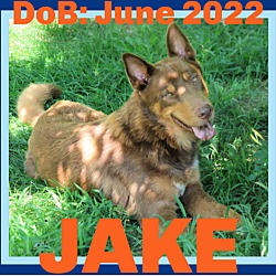 Thumbnail photo of JAKE #1