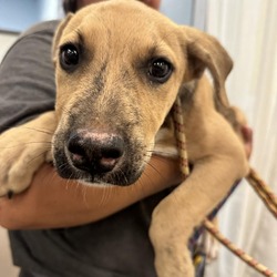 Thumbnail photo of Winston - Lovable Puppy! Great with Everyone! $75 adoption fee! #3