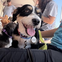 adopt-pet
