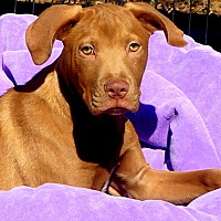 23+ Companion Pet Rescue Southington Ct