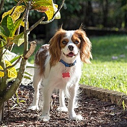 Photo of Brody (Pembroke Pines, FL)