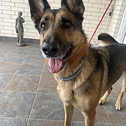 Photo of Stella