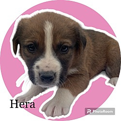 Photo of AT Hera