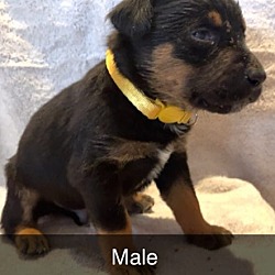 Photo of Rotti-Terrier #2 Male (Yellow Solid Collar)