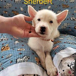 Photo of Sherbert