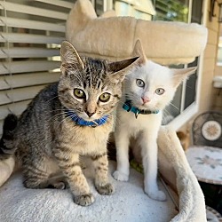 Thumbnail photo of PinaColada & Mojita - bonded siblings #1