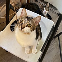 adopt a pet