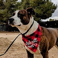 adopt a pet