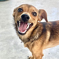adopt a pet
