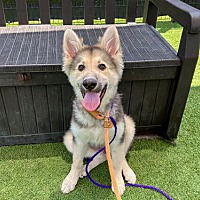 adopt a pet