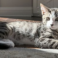 adopt a pet