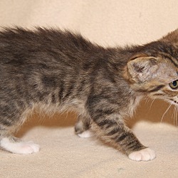 Thumbnail photo of Bobby (Bella's Kitten) #4